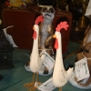 DSC06562.jpg